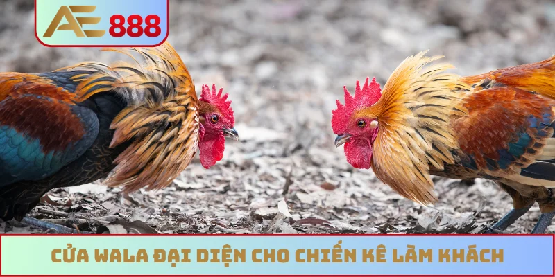 Cửa Wala đại diện cho chiến kê làm khách