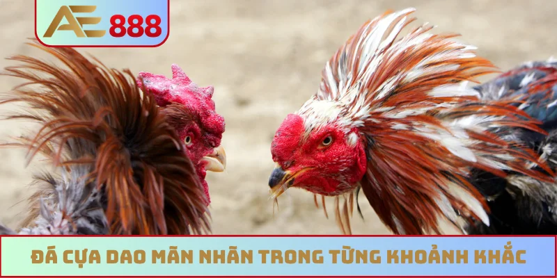 Đá cựa dao mãn nhãn trong từng khoảnh khắc