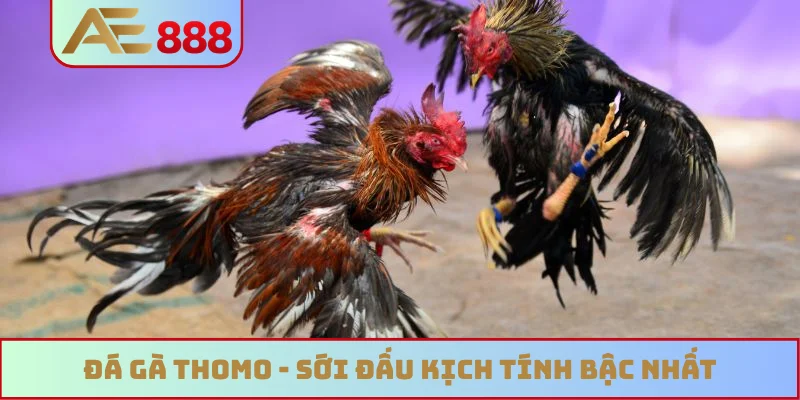 Đá gà Thomo