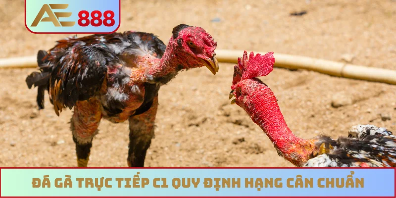 Đá gà trực tiếp C1 quy định hạng cân chuẩn