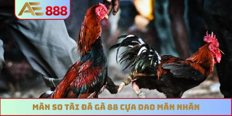 Màn so tài đá gà 88 cựa dao mãn nhãn