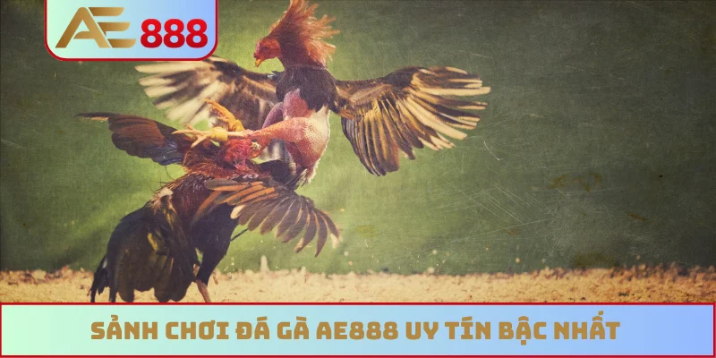 Sảnh chơi đá gà AE888 uy tín bậc nhất