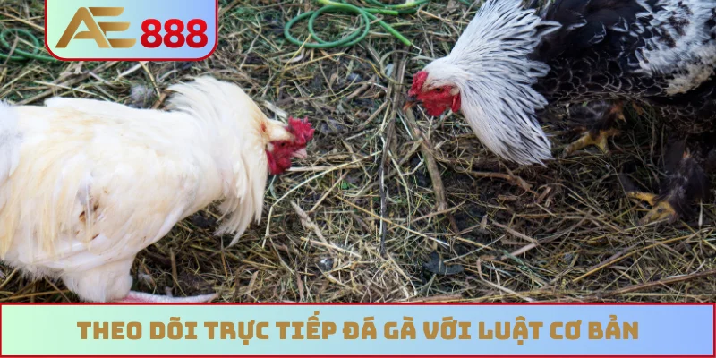 Theo dõi trực tiếp đá gà với luật cơ bản