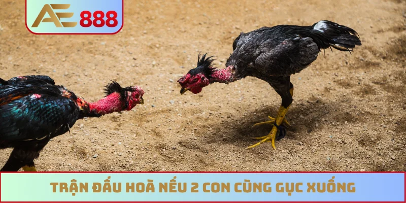 Trận đấu hoà nếu 2 con cùng gục xuống