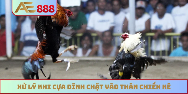 Xử lý khi cựa dính chặt vào thân chiến kê
